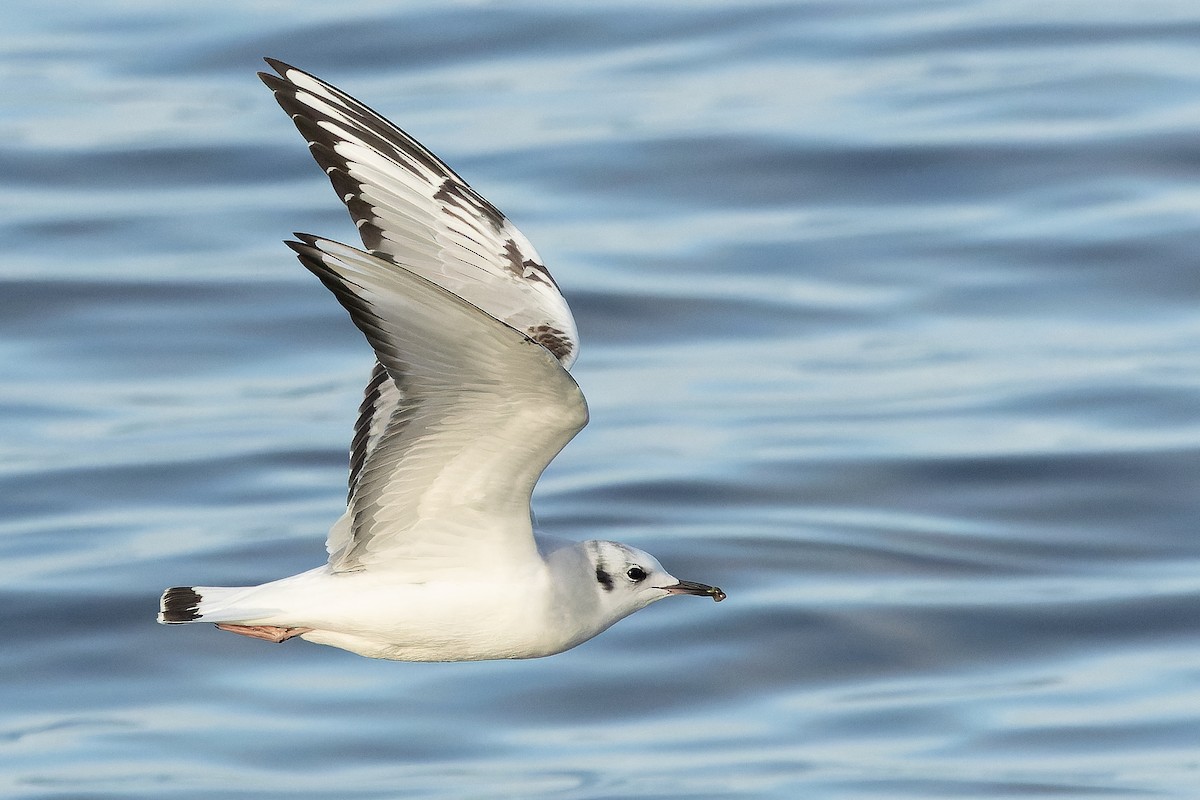 Bonaparte's Gull - ML625712487