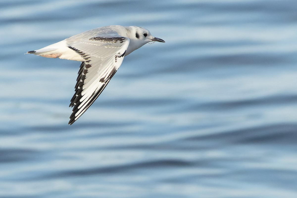 Bonaparte's Gull - ML625712488