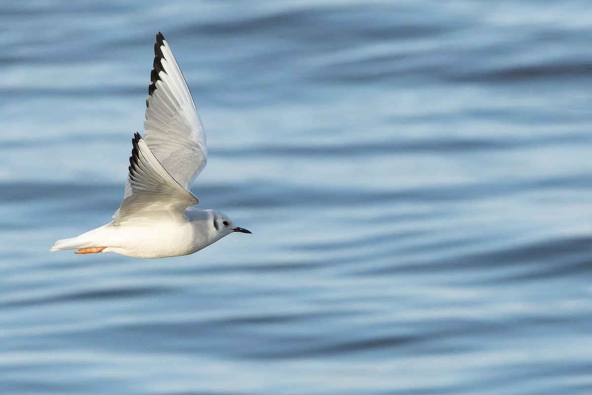 Bonaparte's Gull - ML625712489