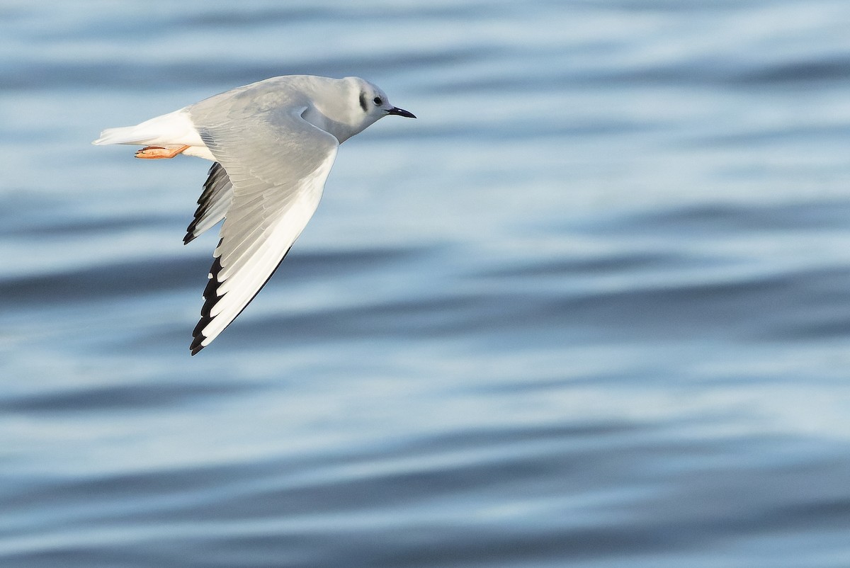 Bonaparte's Gull - ML625712490