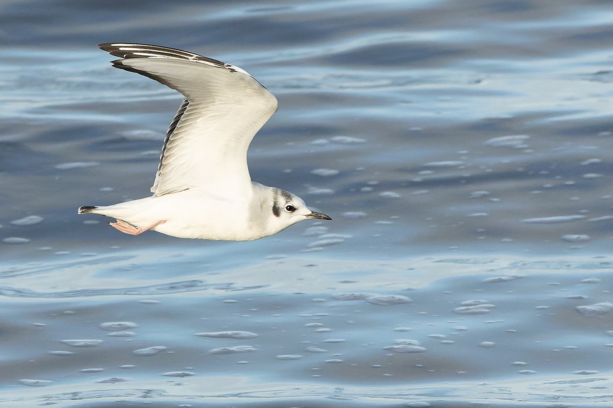 Bonaparte's Gull - ML625712491