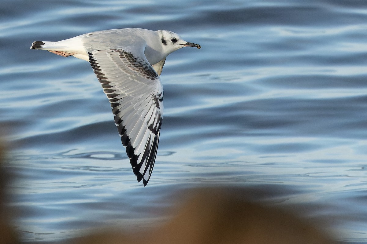 Bonaparte's Gull - ML625712492