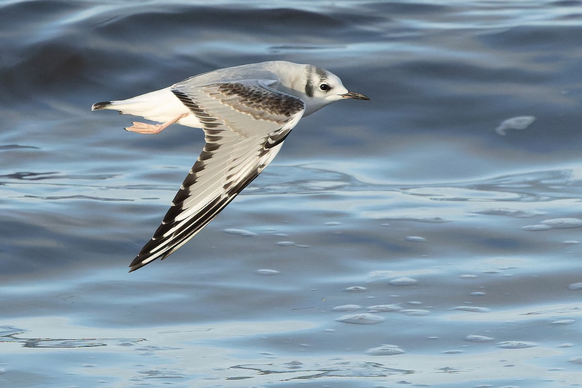 Bonaparte's Gull - ML625712493