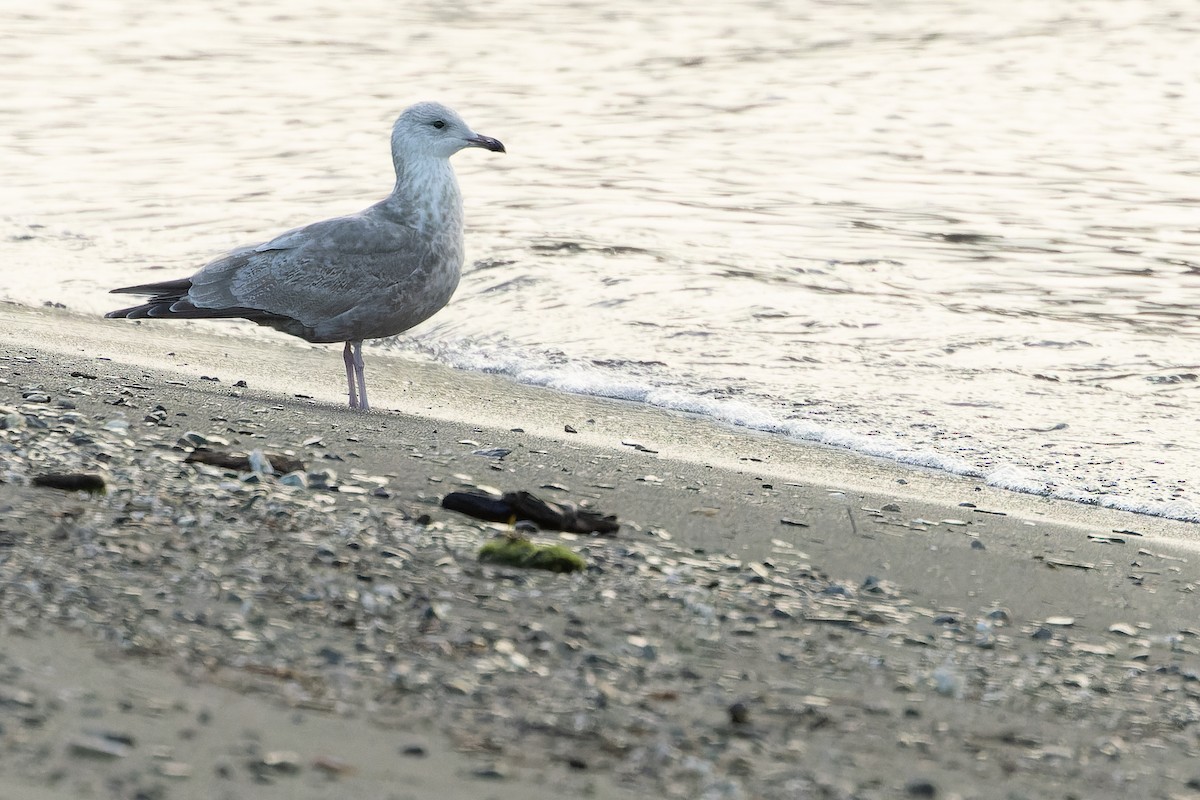 Iceland Gull (Thayer's) - ML625712500