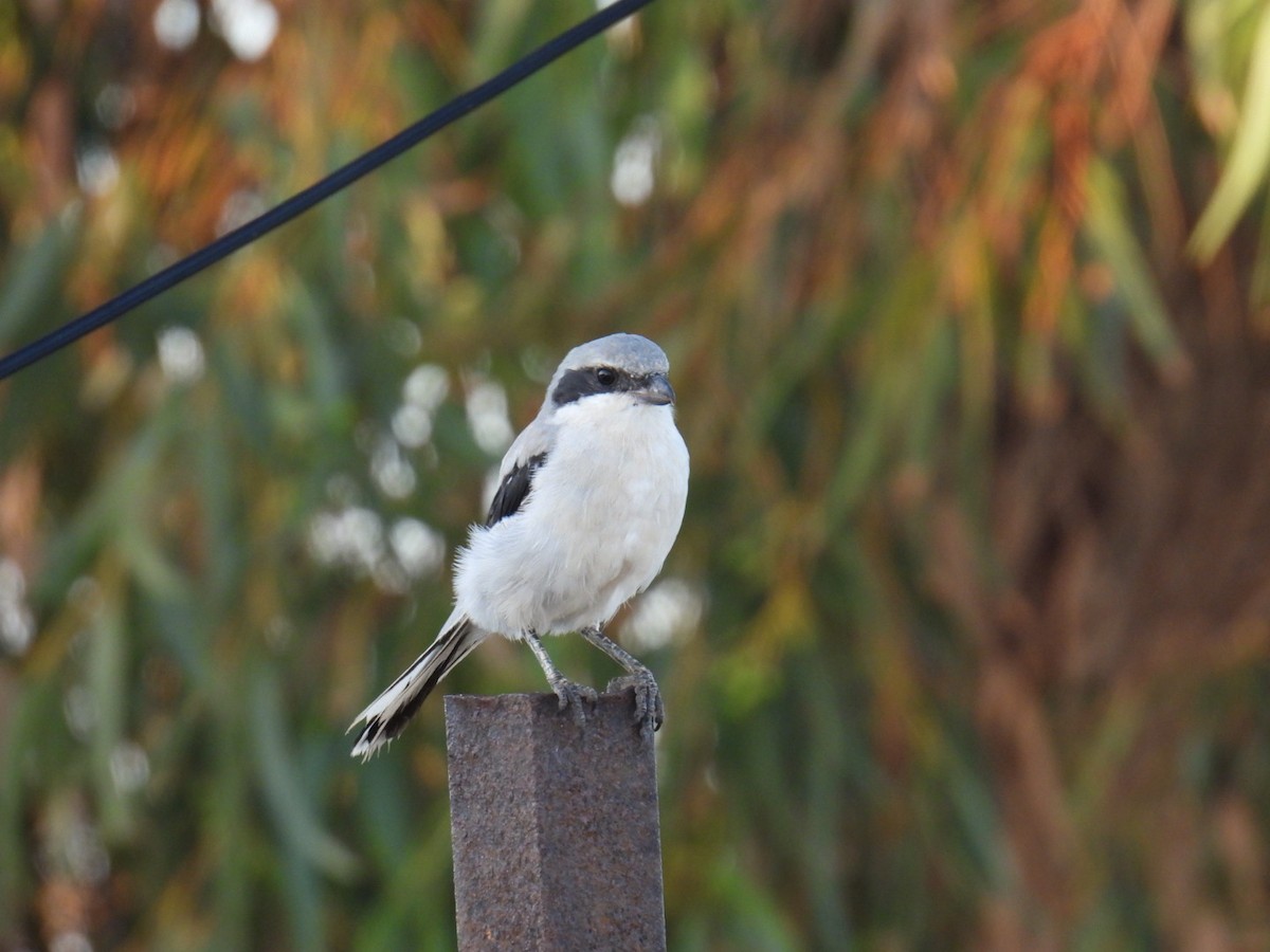 Great Gray Shrike - ML625712501