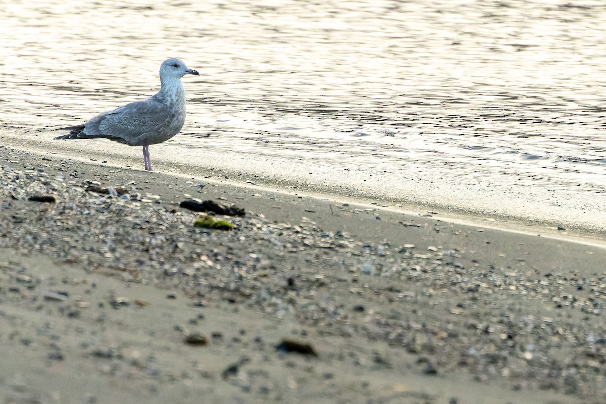 Iceland Gull (Thayer's) - ML625712502