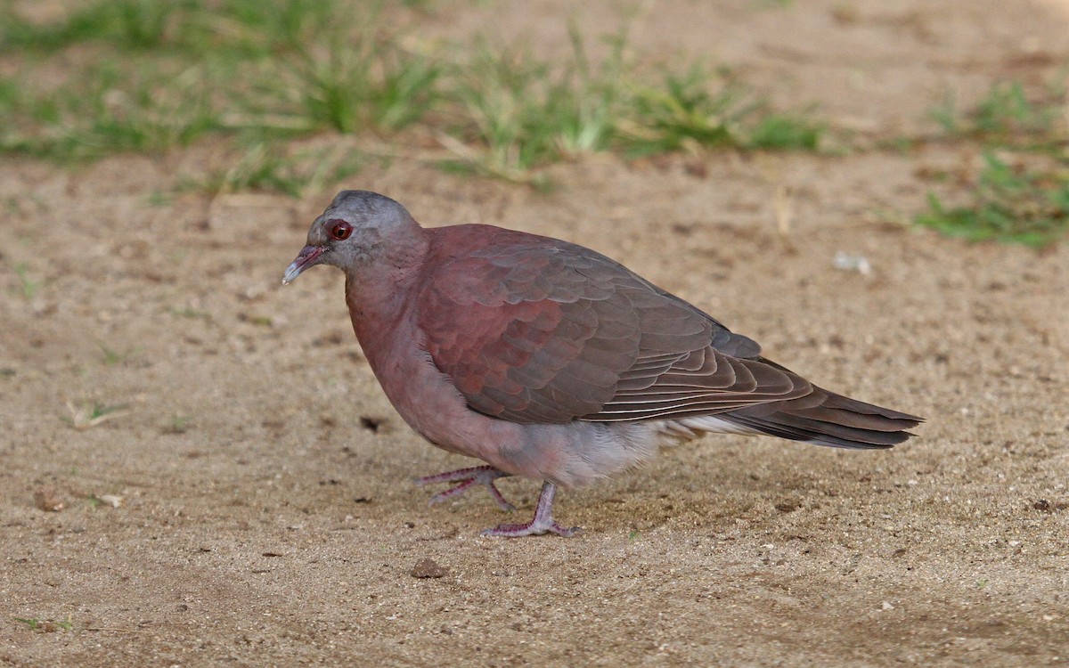 Pigeon de Madagascar - ML62571251