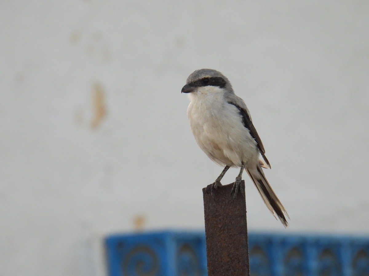 Great Gray Shrike - ML625712510