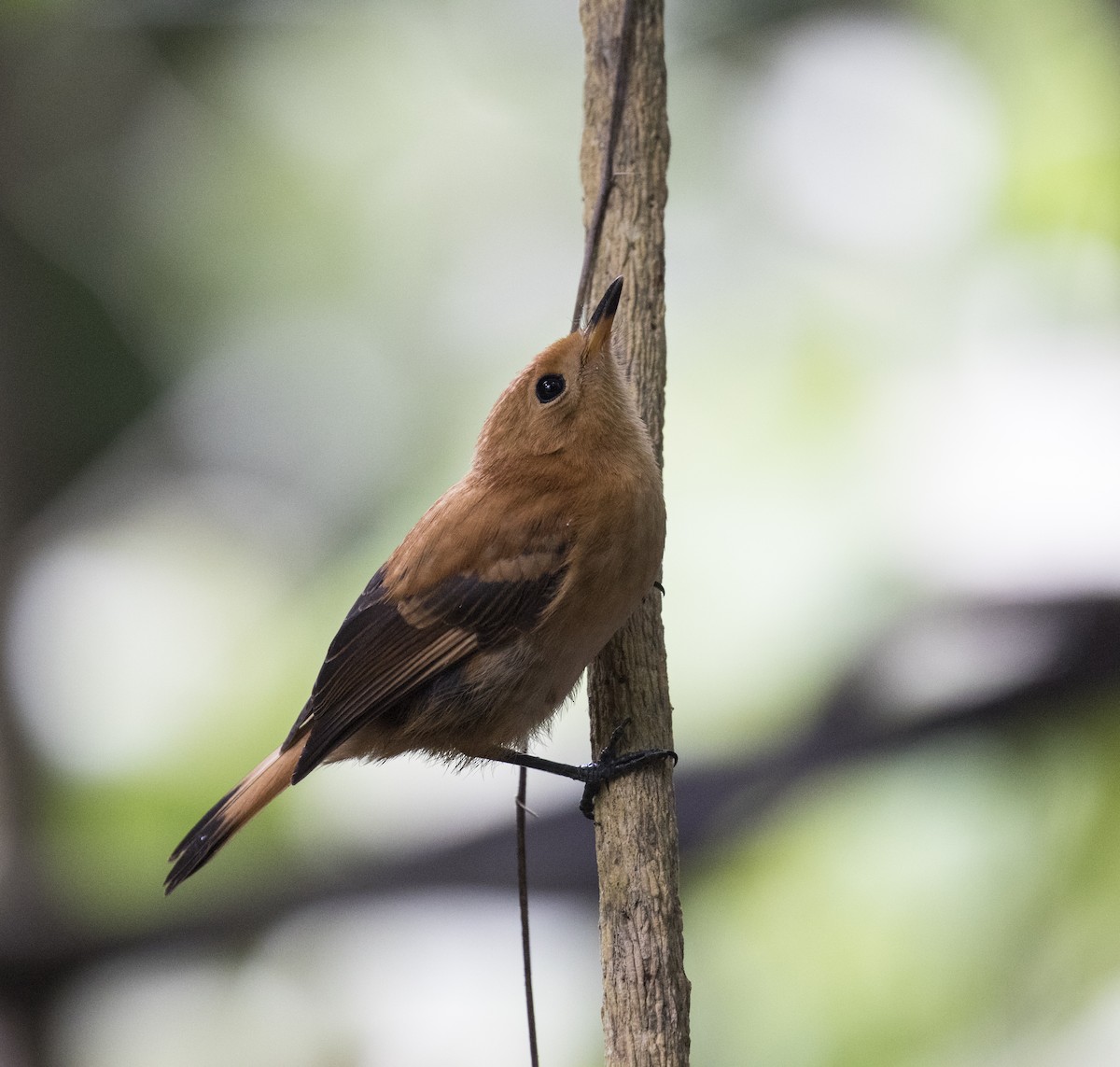 Rarotonga Monarch - ML625712518