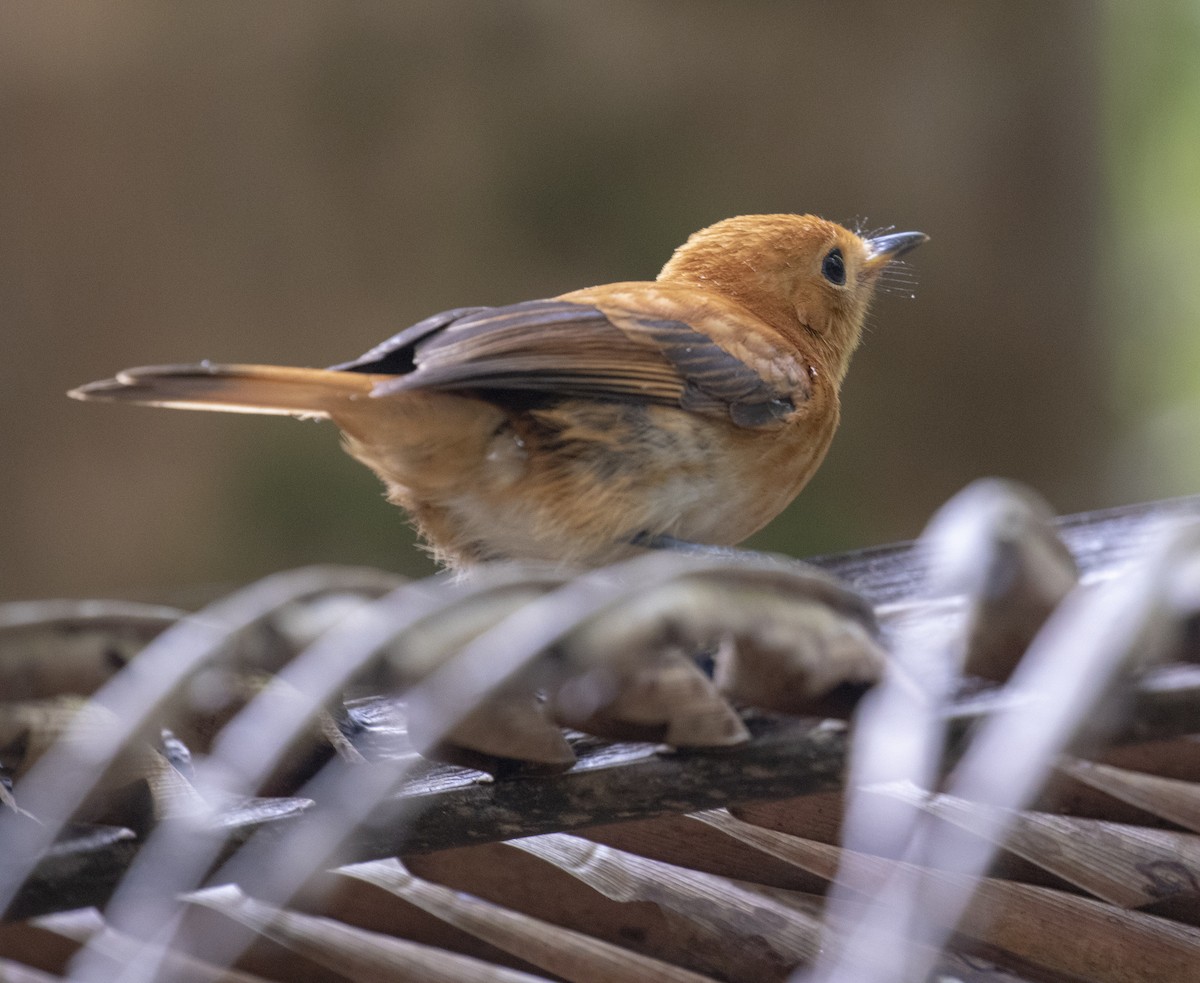 Rarotonga Monarch - ML625712519