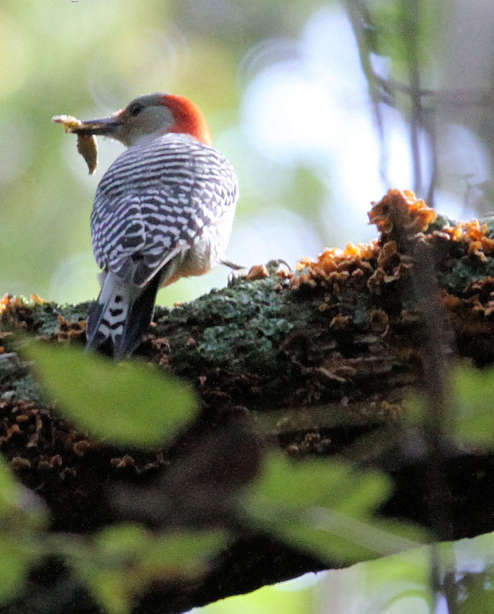 Red-bellied Woodpecker - ML625712552