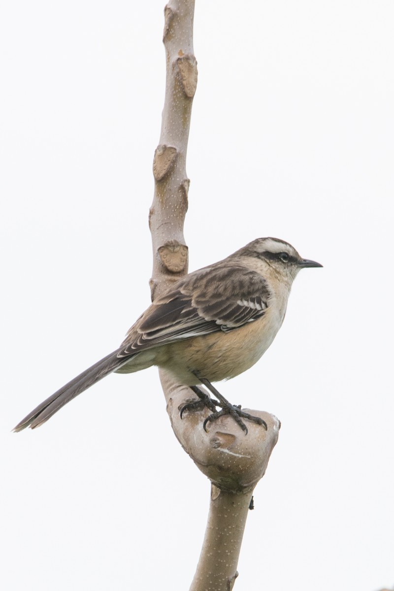 Chalk-browed Mockingbird - ML625712573