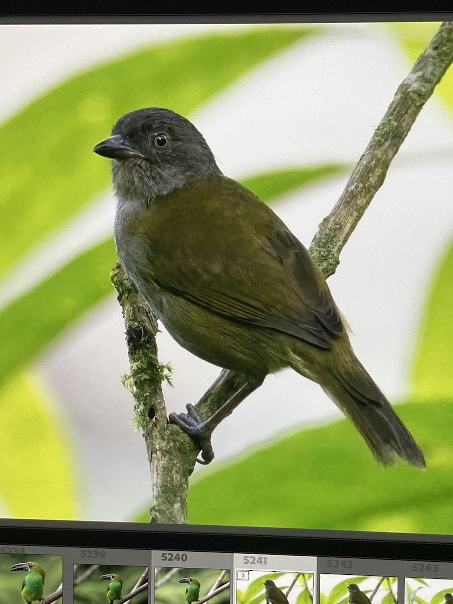 Dusky Chlorospingus - ML625712693