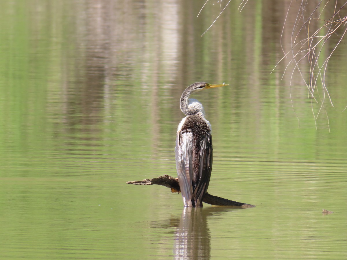 Australasian Darter - ML625712710