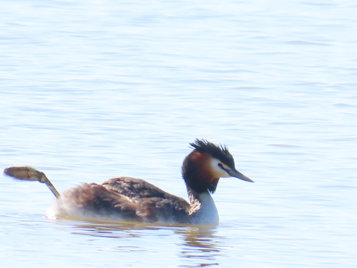 Great Crested Grebe - ML625712740