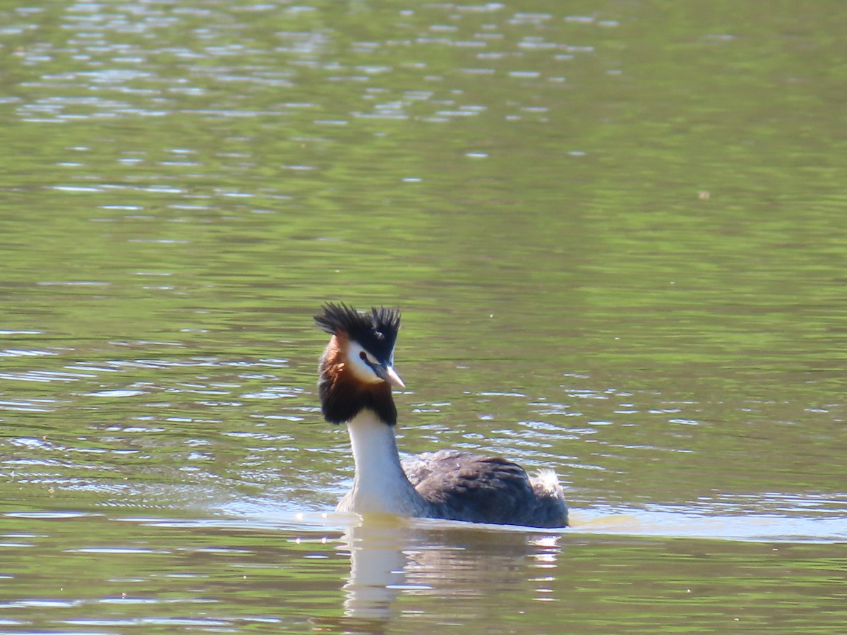 Great Crested Grebe - ML625712741