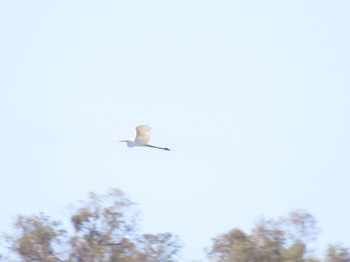 Great Egret - ML625712776