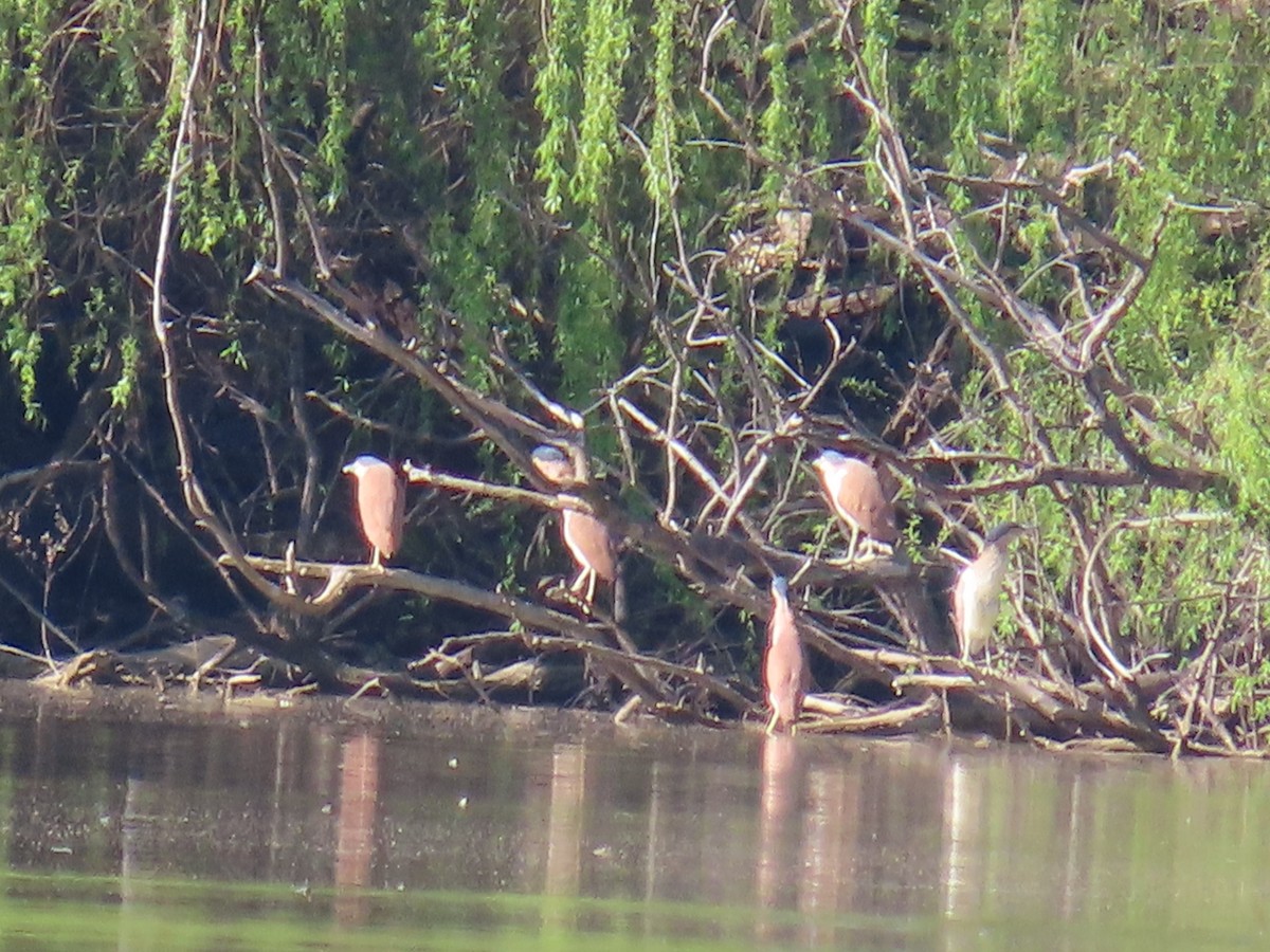 Nankeen Night Heron - ML625712791