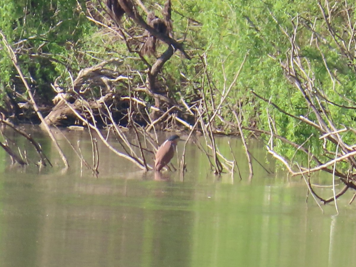 Nankeen Night Heron - ML625712792