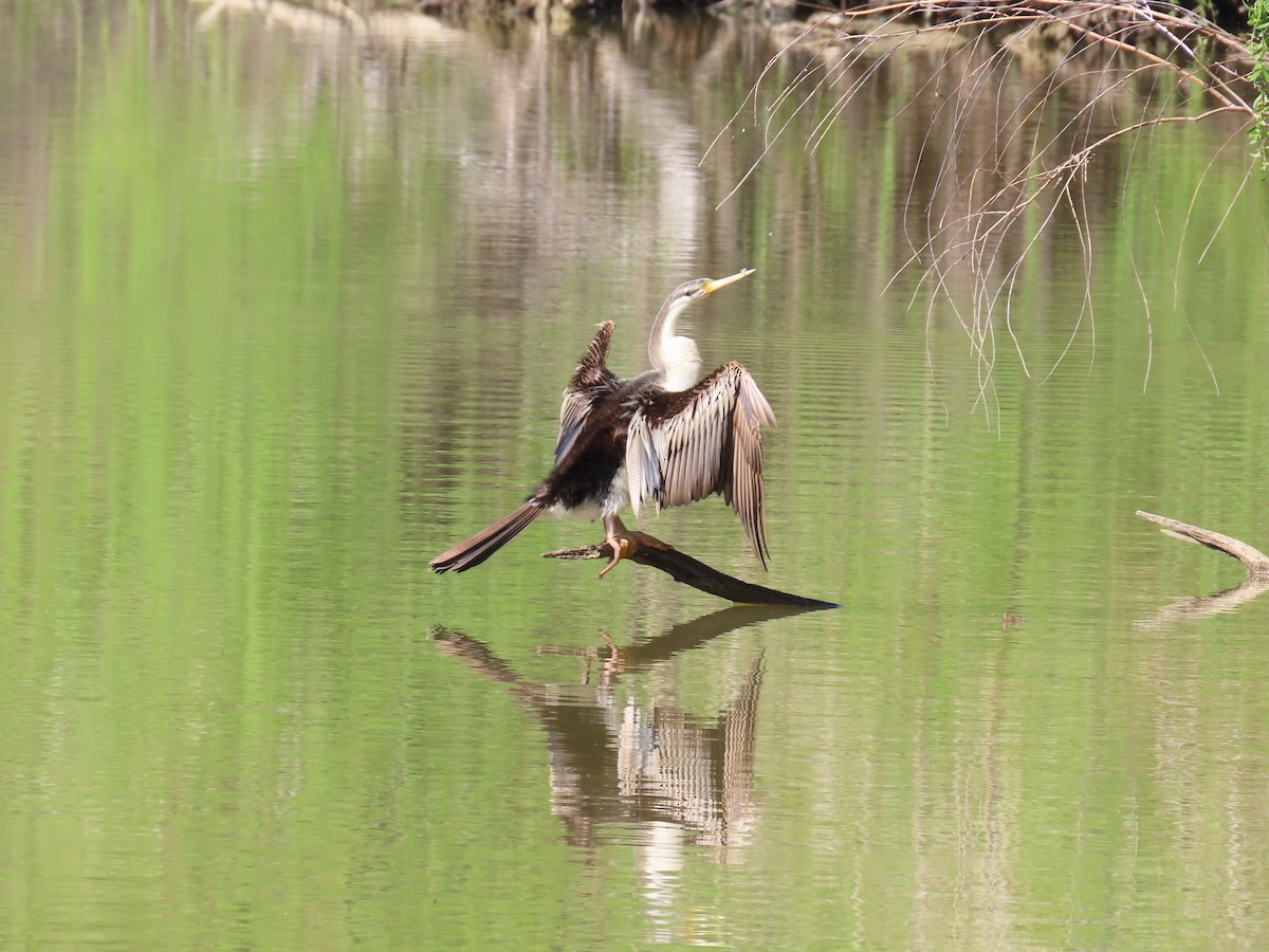 Australasian Darter - ML625712806