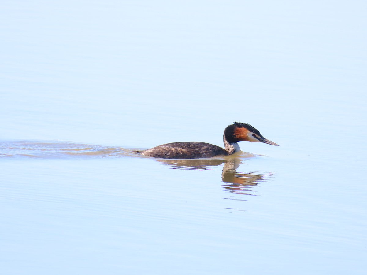 Great Crested Grebe - ML625712830