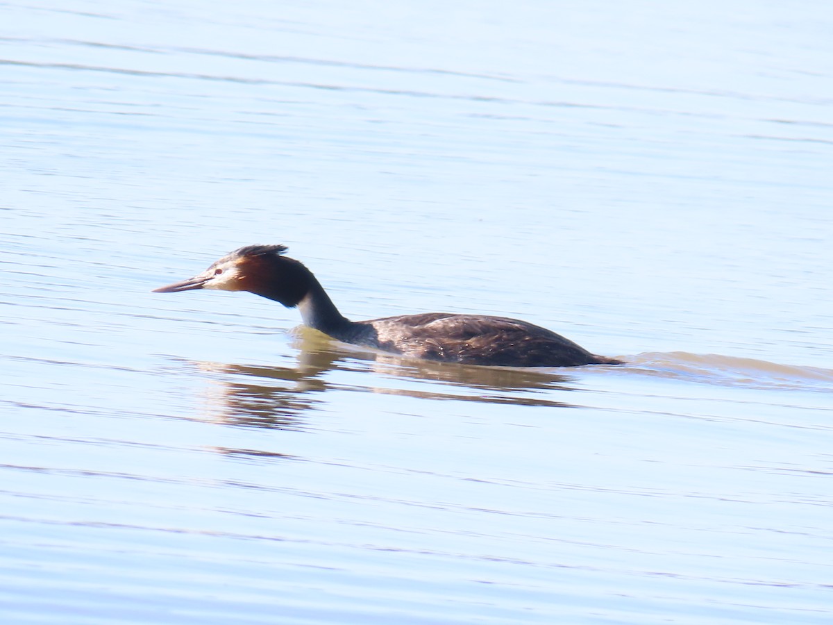 Great Crested Grebe - ML625712831