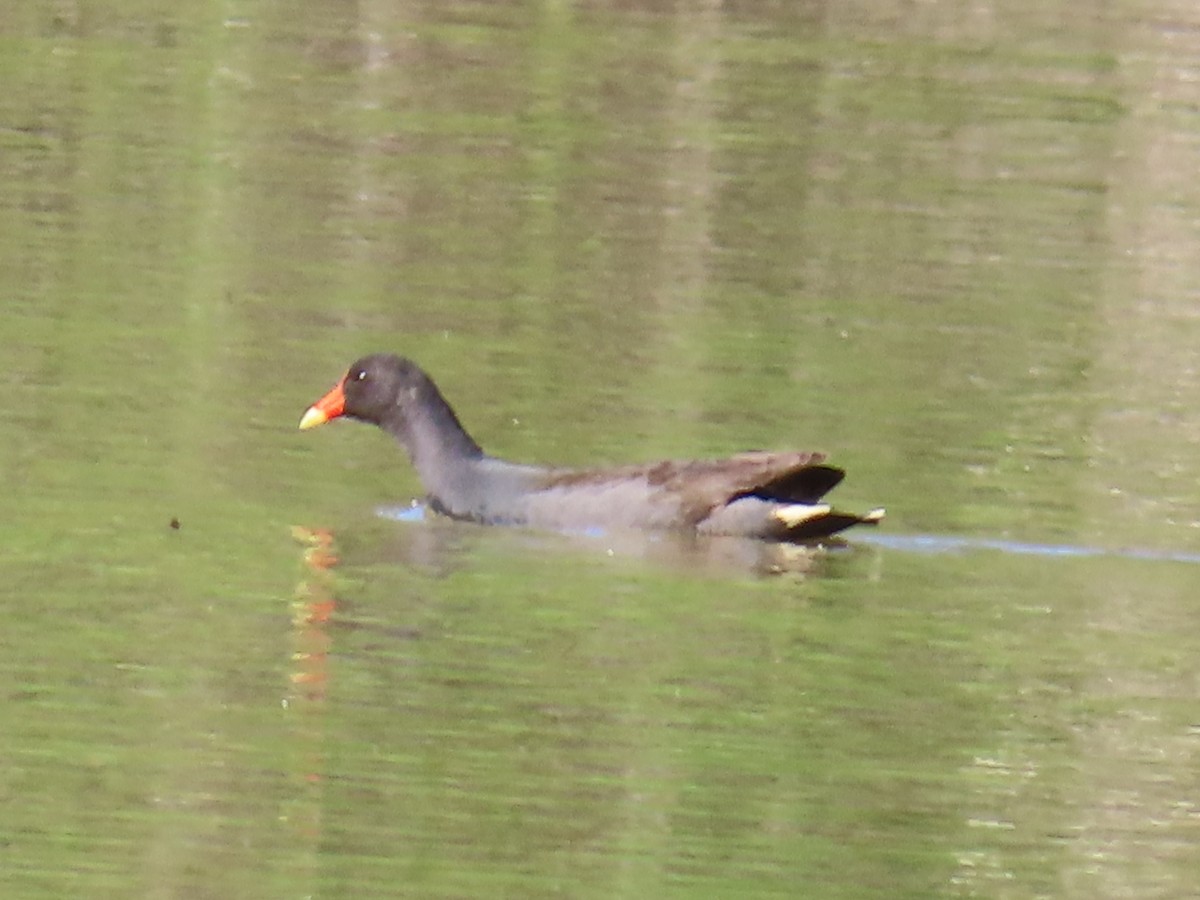 Dusky Moorhen - ML625712839