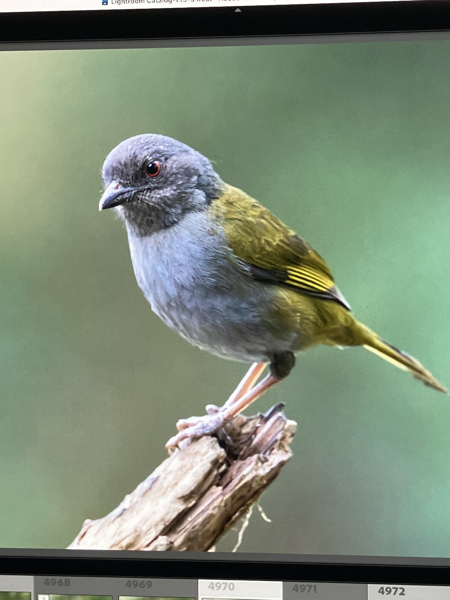 Dusky Chlorospingus - ML625712843