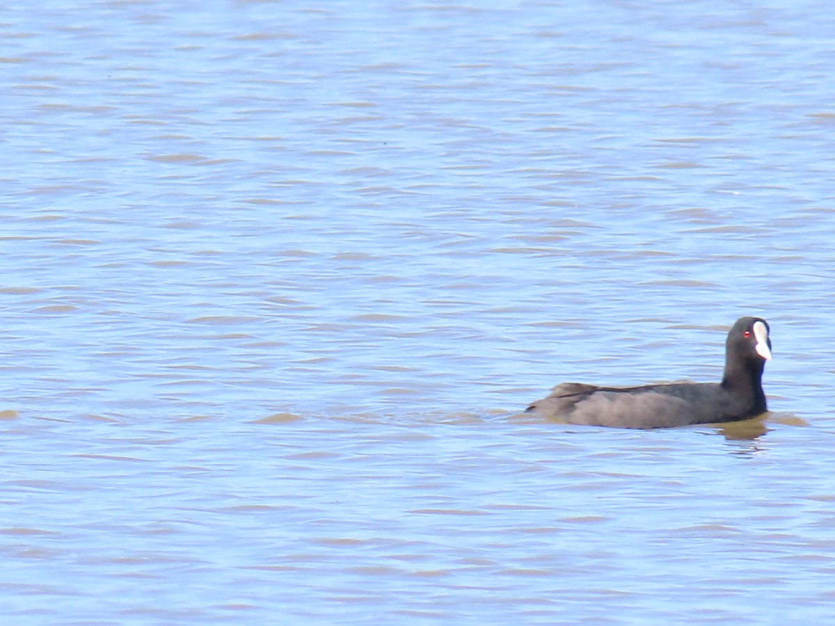 Eurasian Coot - ML625712845