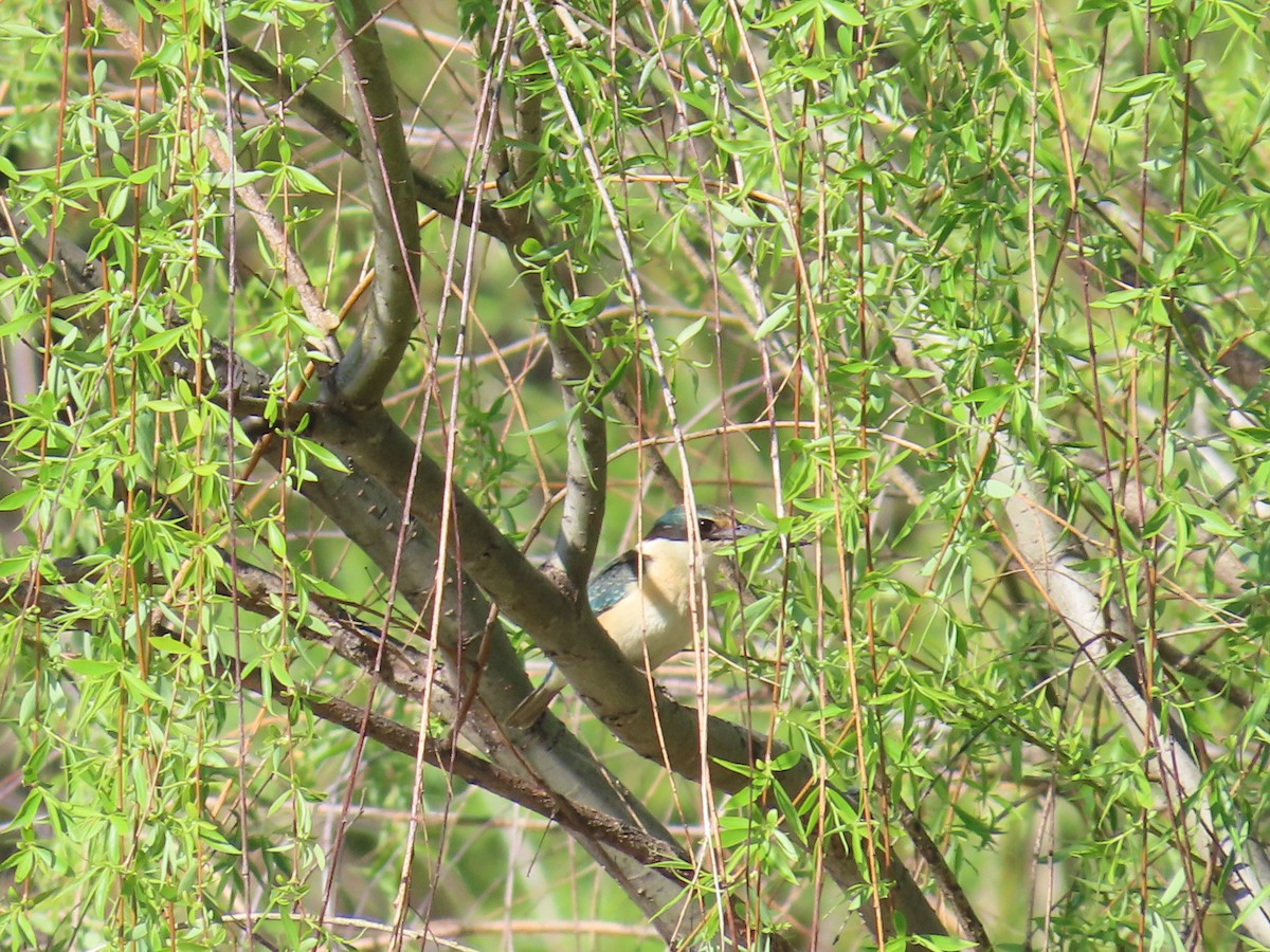 Sacred Kingfisher - ML625712856