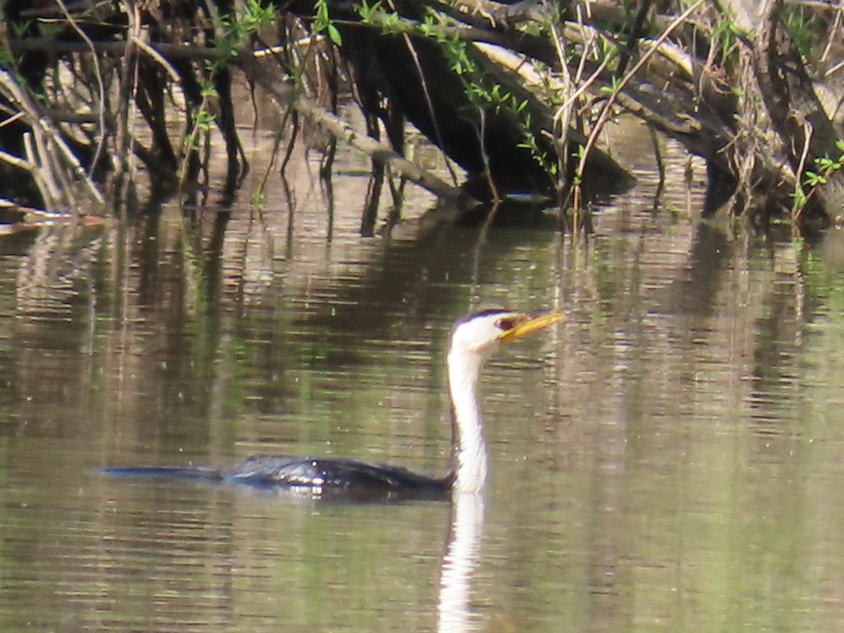 Little Pied Cormorant - ML625712948