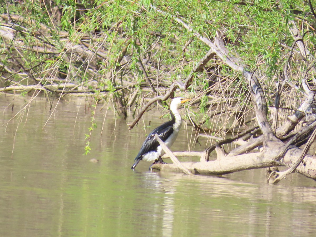 Little Pied Cormorant - ML625712949