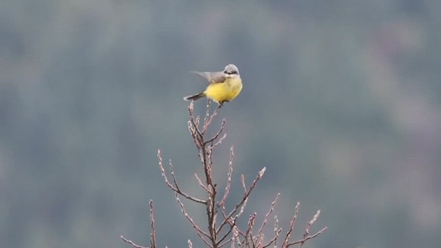 Tropical Kingbird - ML625712985