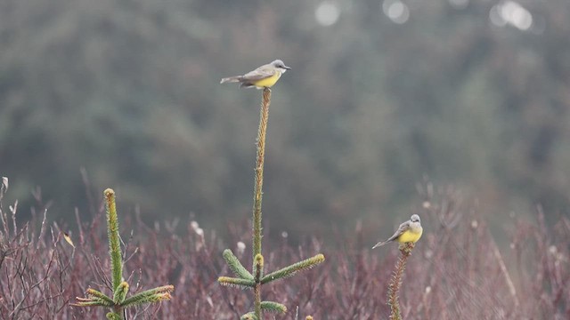 Tropical Kingbird - ML625712989