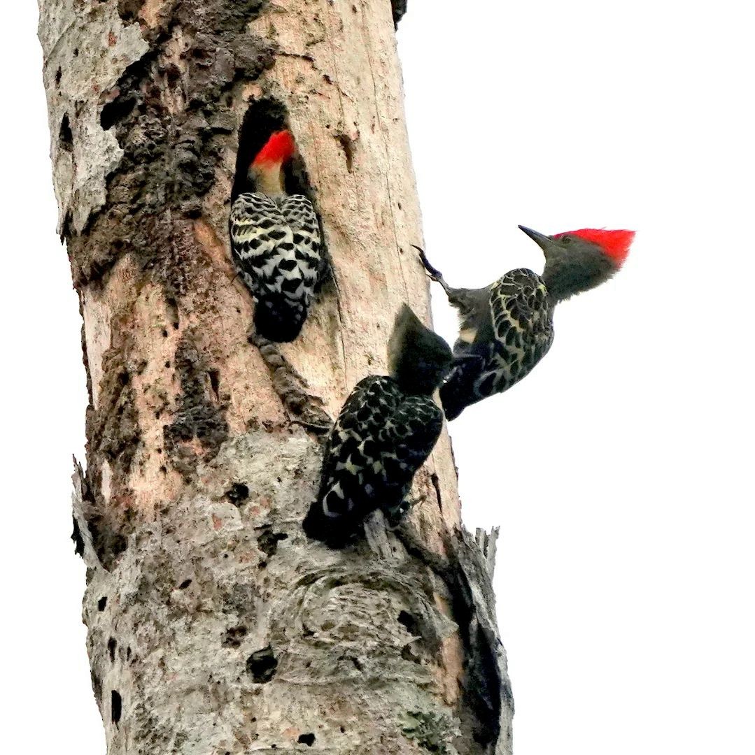 Gray-and-buff Woodpecker - ML625713013