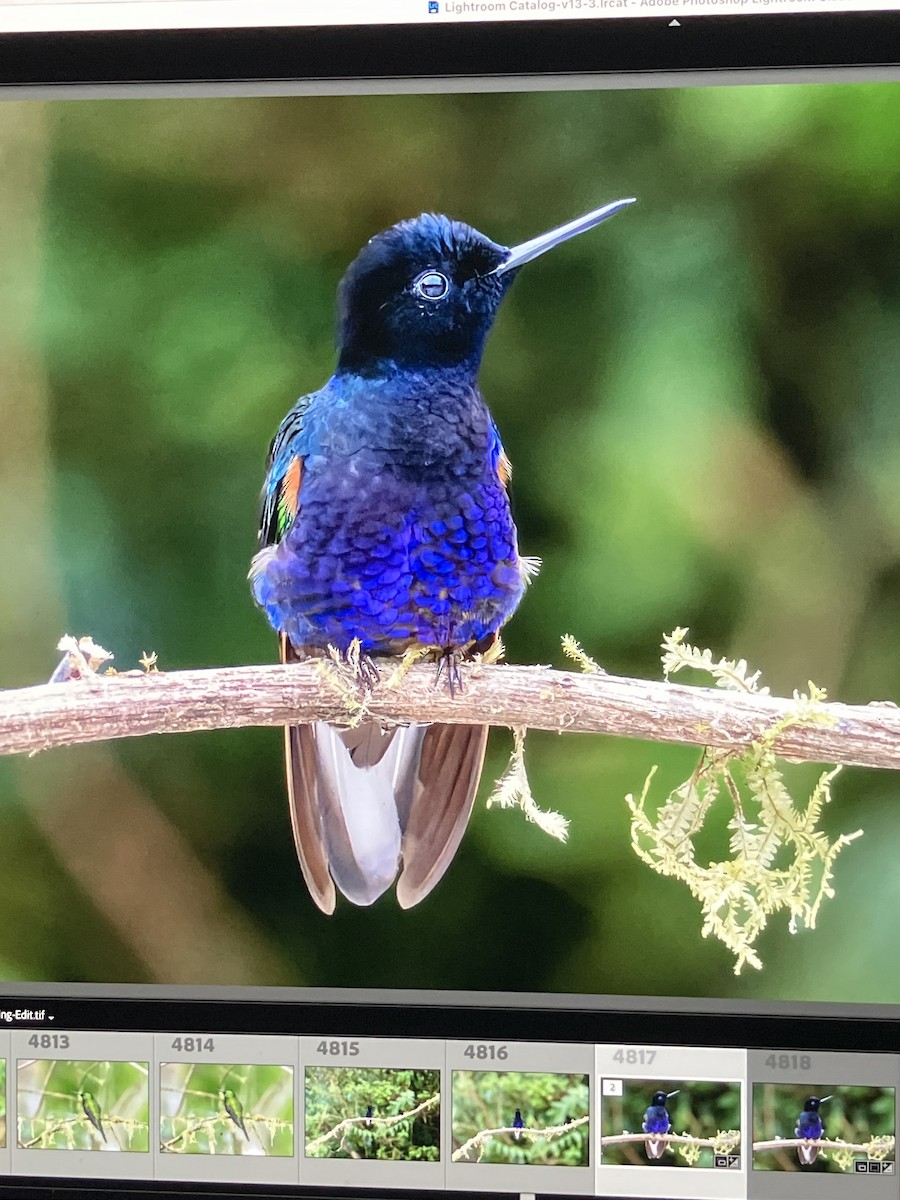 Velvet-purple Coronet - ML625713017