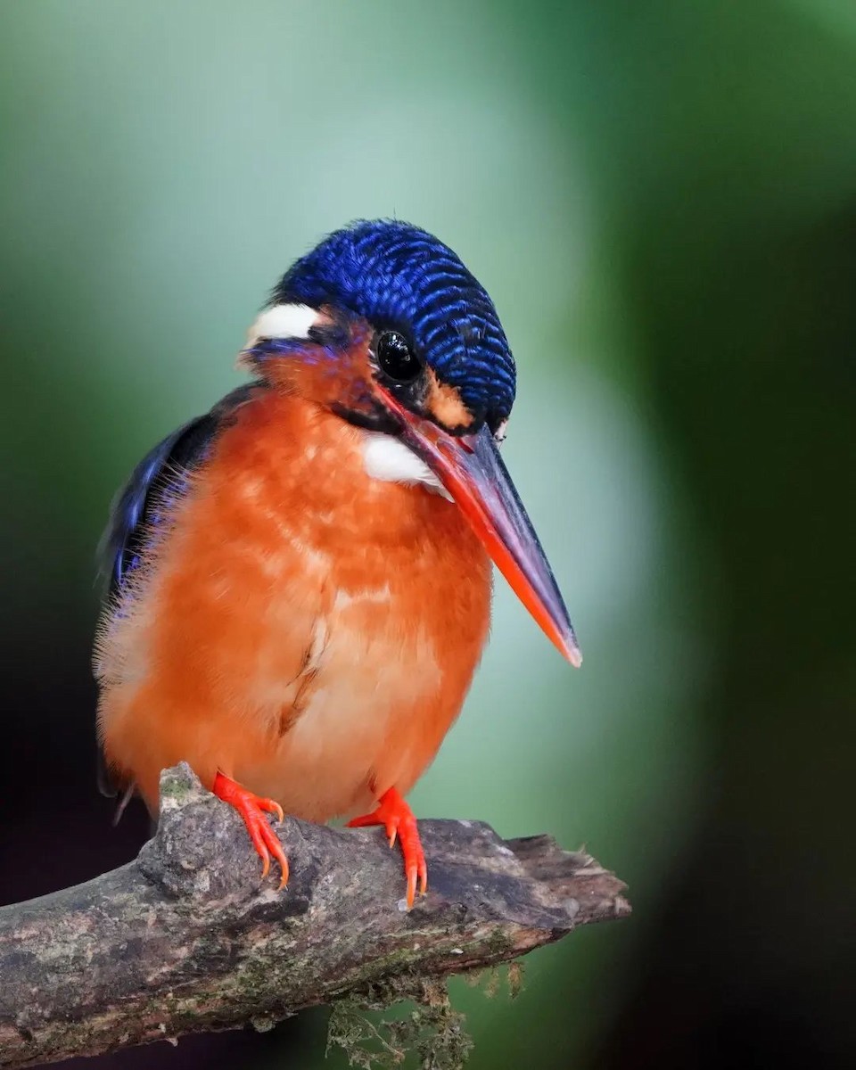 Blue-eared Kingfisher - ML625713024