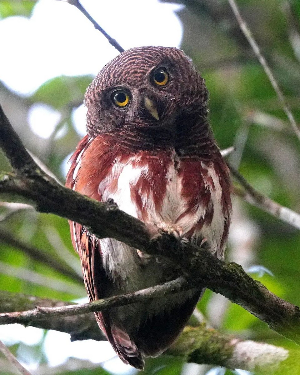 Javan Owlet - ML625713025