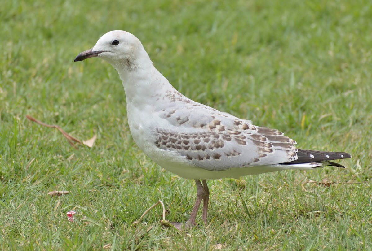 Silver Gull - ML625713074