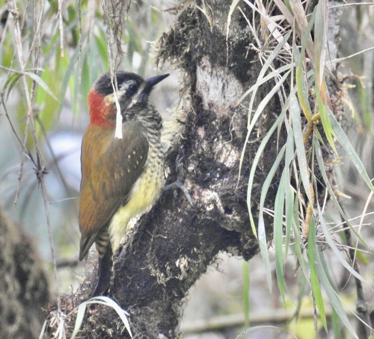 Yellow-vented Woodpecker - ML625713077