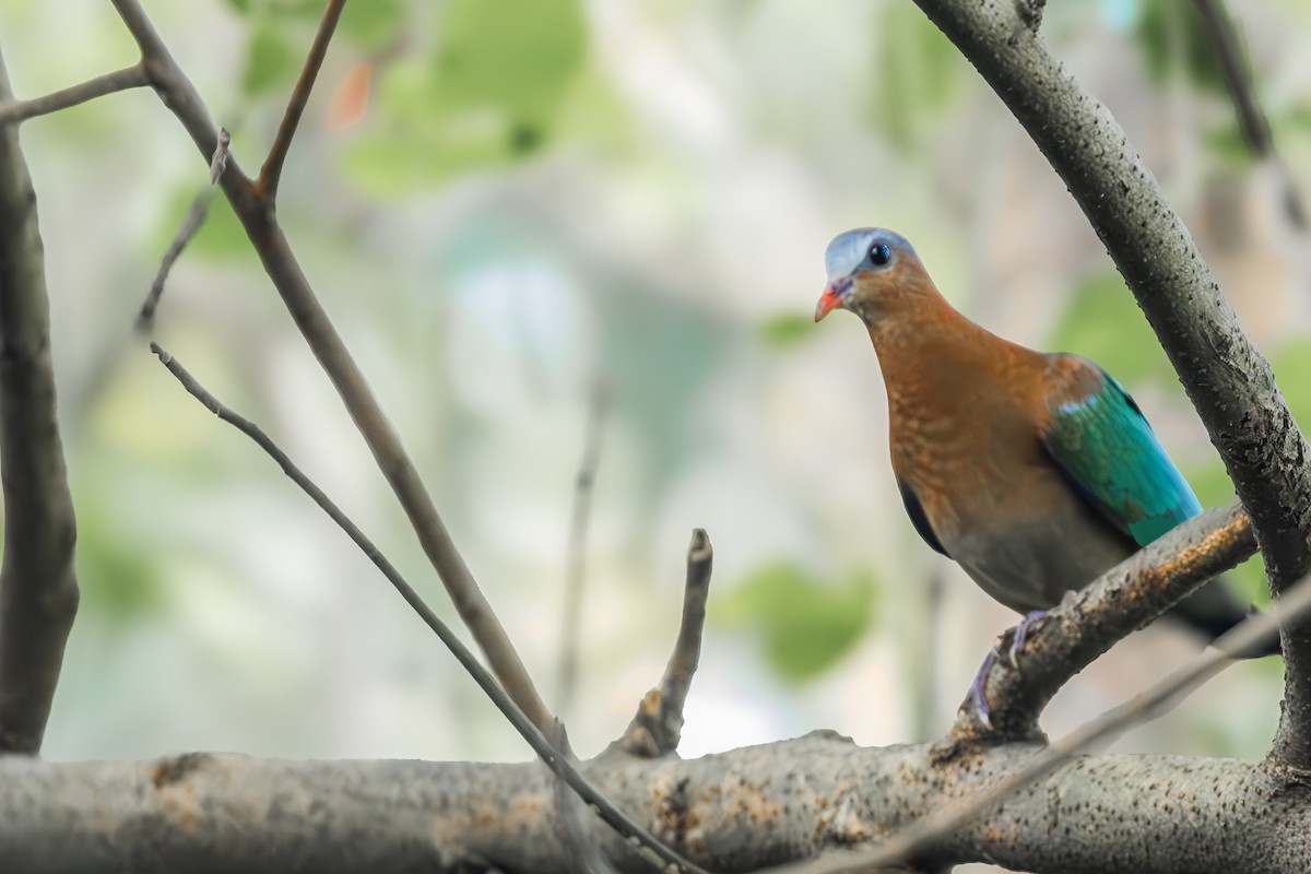 Asian Emerald Dove - ML625713098