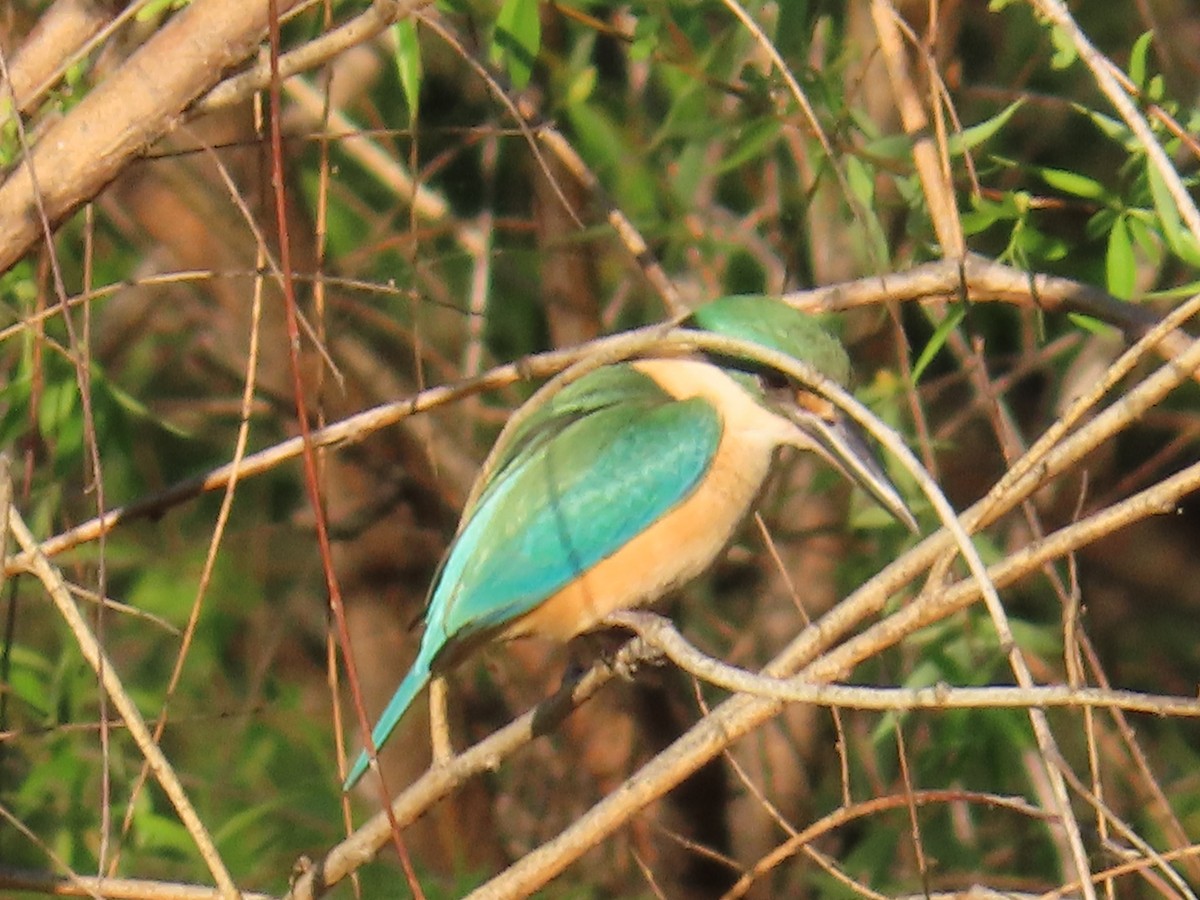 Sacred Kingfisher - ML625713104