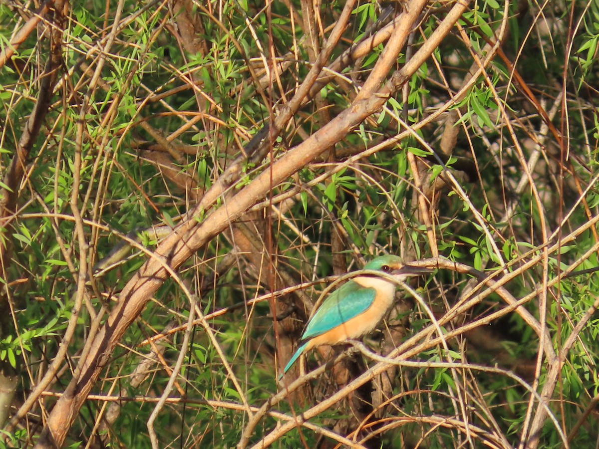 Sacred Kingfisher - ML625713105