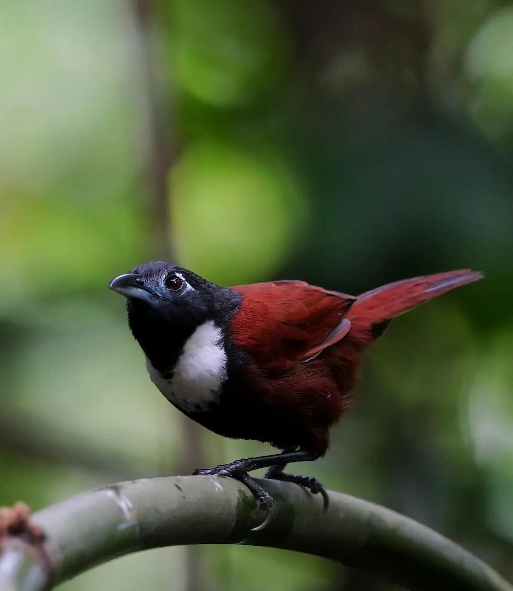 White-bibbed Babbler - ML625713237