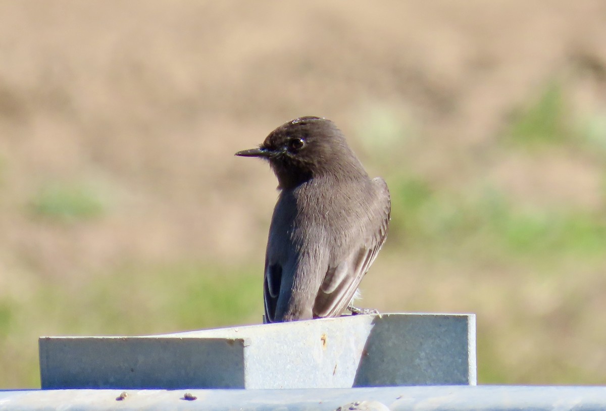 Black Phoebe - ML625713260