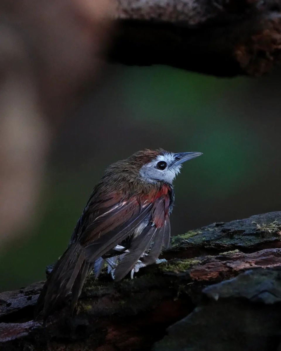 Crescent-chested Babbler - ML625713364