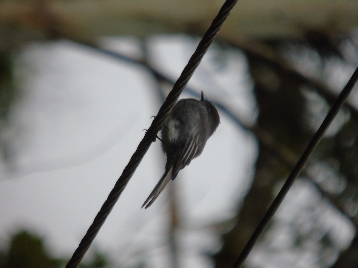 Black Phoebe - ML625713686