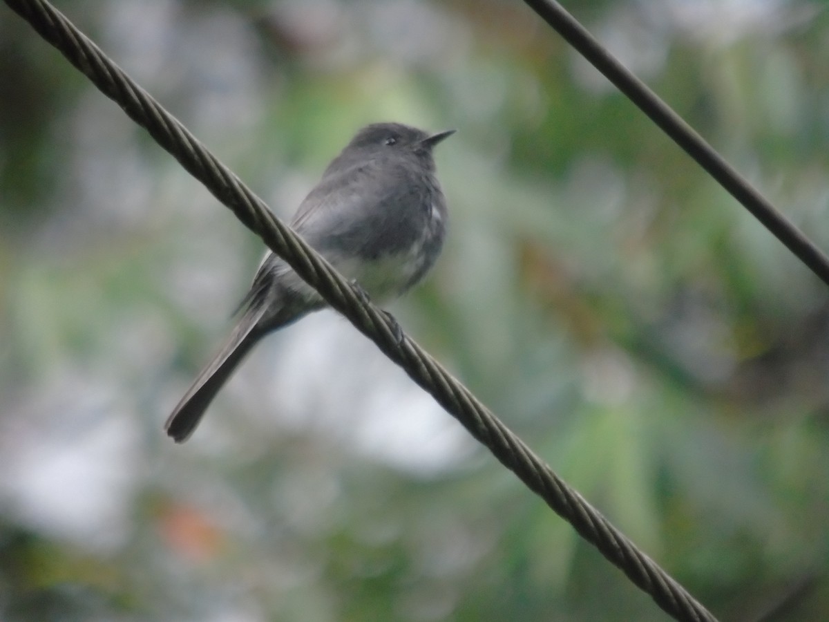 Black Phoebe - ML625713689