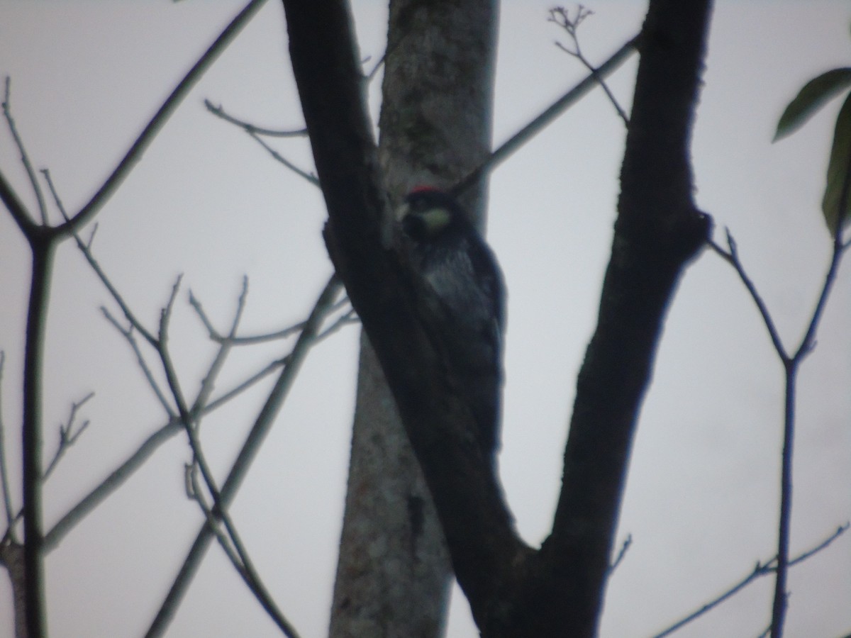 Acorn Woodpecker - ML625713699