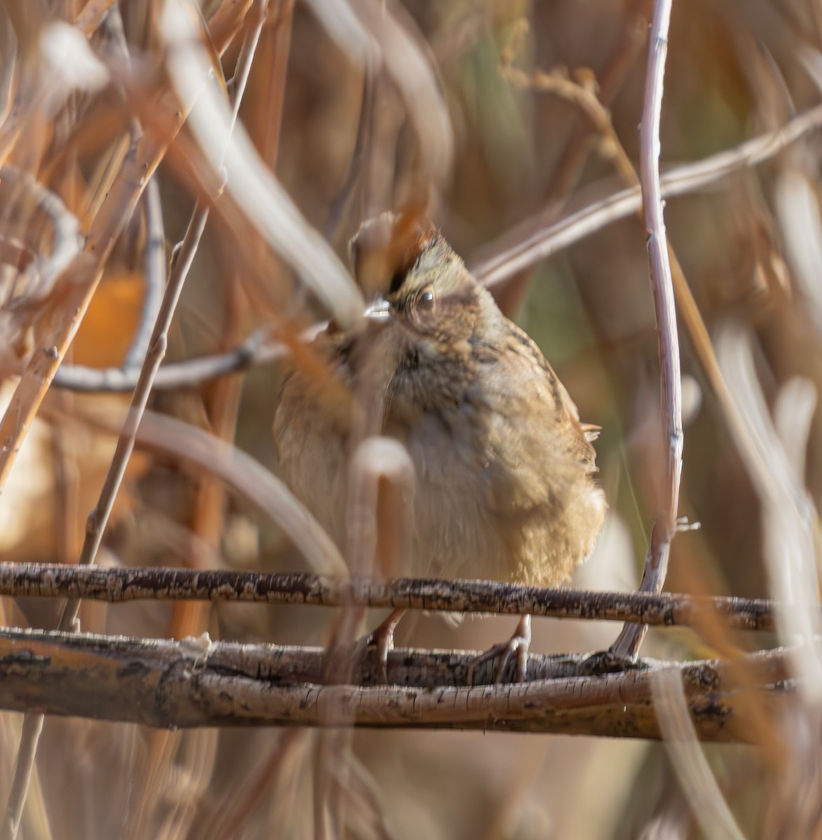 Swamp Sparrow - ML625713714